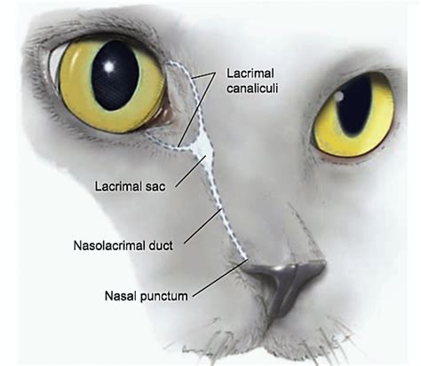 tear duct test dog|dog tear duct surgery.